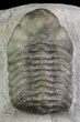 Austerops Trilobite - Jorf, Morocco #68643-5